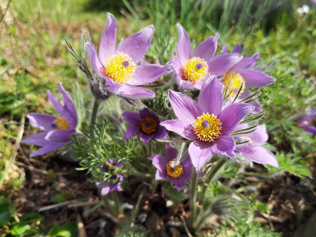 Pulsatilla vulgaris photo